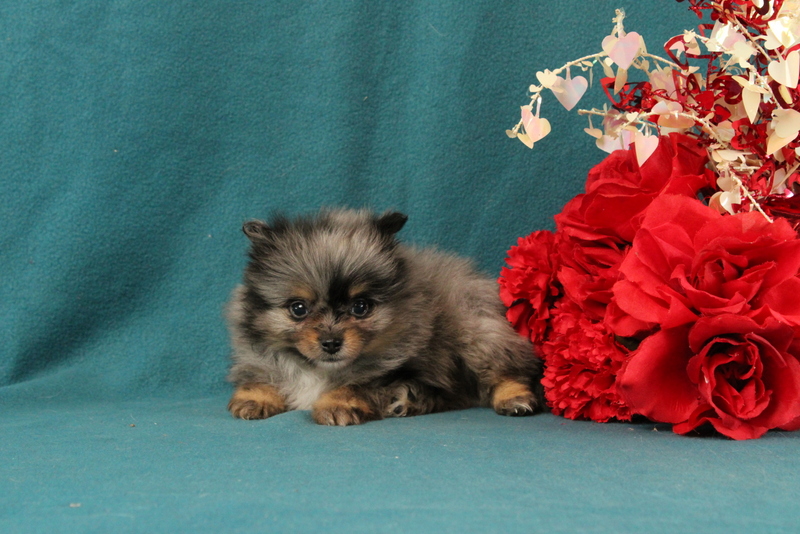 puppy, for, sale, Pomeranian, Matthew B. Stoltzfus, dog, breeder, Gap, PA, dog-breeder, puppy-for-sale, forsale, nearby, find, puppyfind, locator, puppylocator, aca